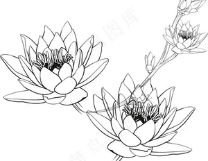 矢量荷花 荷花线条图图片