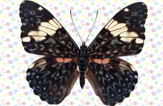 黑白色蓝圈圈纹理蝴蝶图片