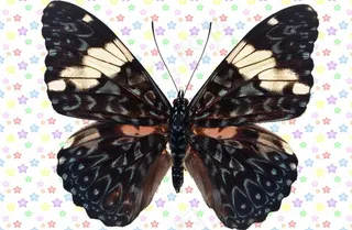 黑白色蓝圈圈纹理蝴蝶图片