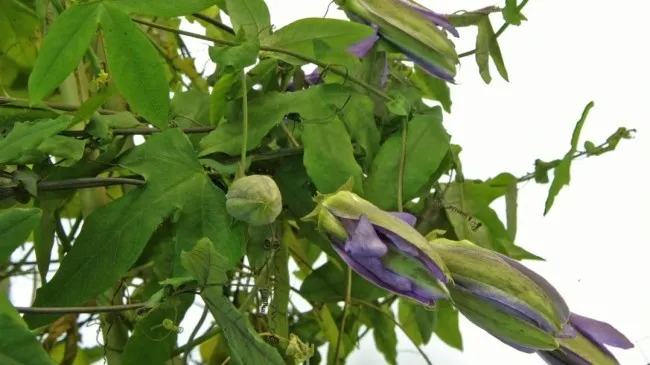 鲜花视频素材模板下载