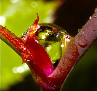 折射玫瑰花瓣图片