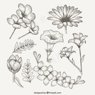 美丽的春天野花