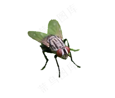 苍蝇生物动物苍蝇生物动物