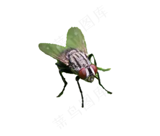 苍蝇生物动物苍蝇生物动物