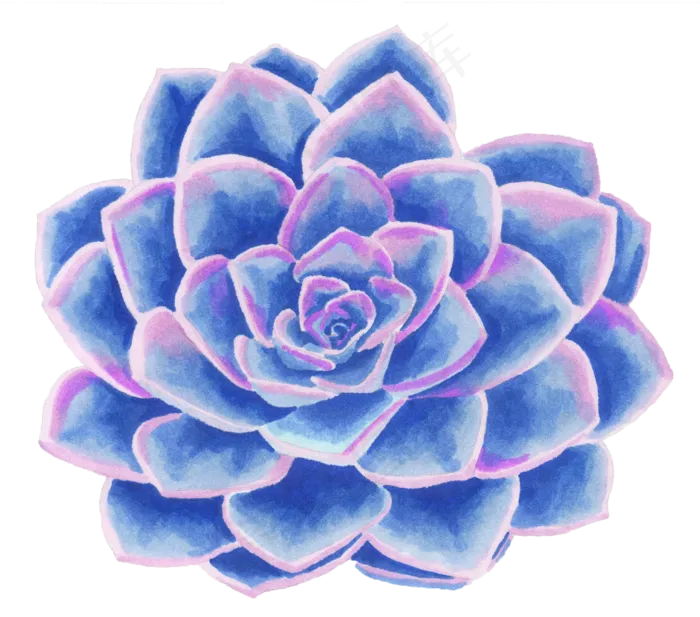 紫红色艳丽多肉图片素材