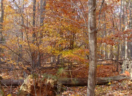 自然景观 秋天图片
