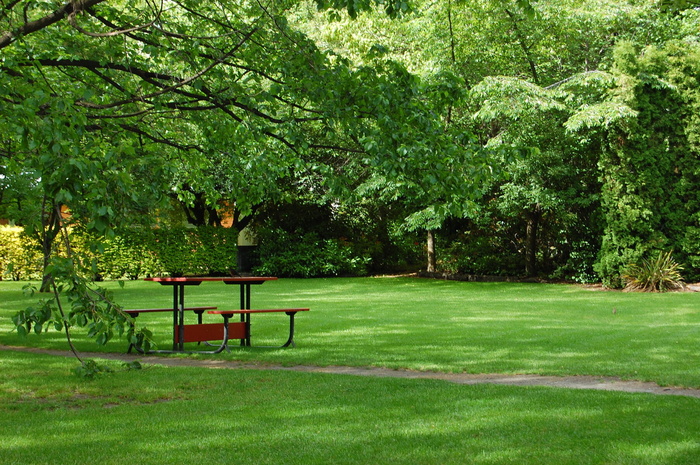 春天树木草地风景