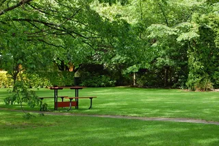 春天树木草地风景