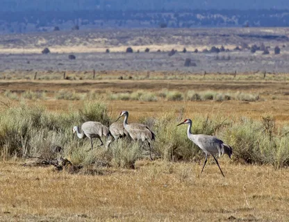 沙丘鹤的鸟在现场