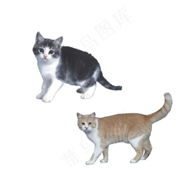 猫psd模版下载