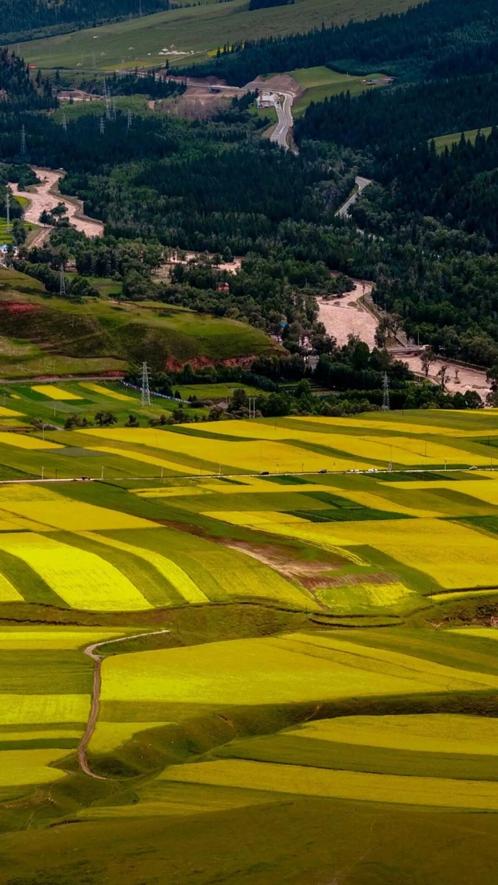 稻田高清摄影图片 (2)