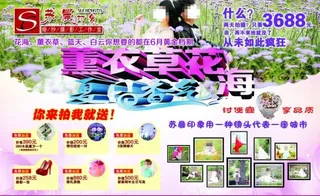 薰衣草花海婚纱摄影宣传单图片