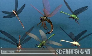 高清3D蜻蜓图片