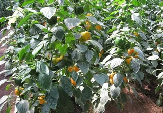 寿光蔬菜博览会图片