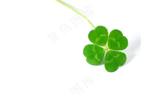 一叶四叶草图片 一叶四叶草图片