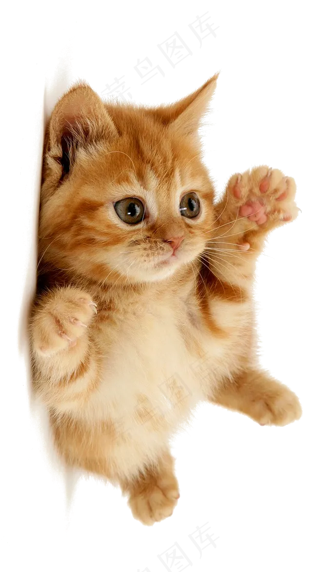 可爱猫咪