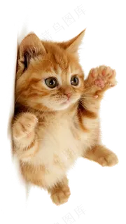 可爱猫咪 可爱猫咪
