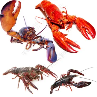 龙虾动物图片素材PSD分层文件