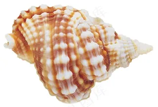 海螺免抠素材PSD分层