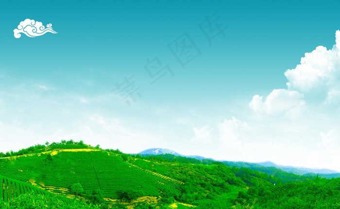 茶山 茶园绿色生态风景图片