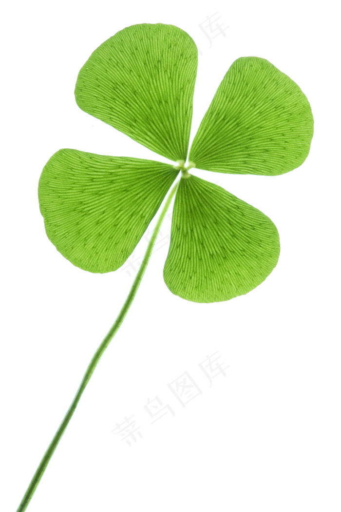 绿色四叶草图片