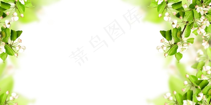 树枝花朵实用展板背景图片