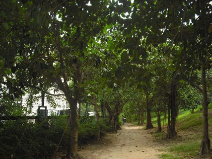 深圳大梅沙绿茵小路图片