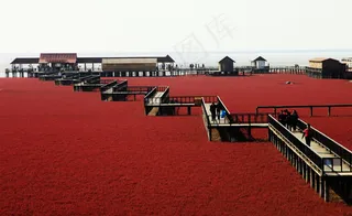 盘锦红海滩图片