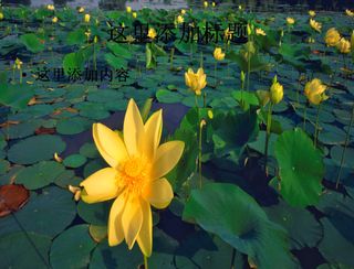 电脑桌面风景ppt鲜花怒放背景图...