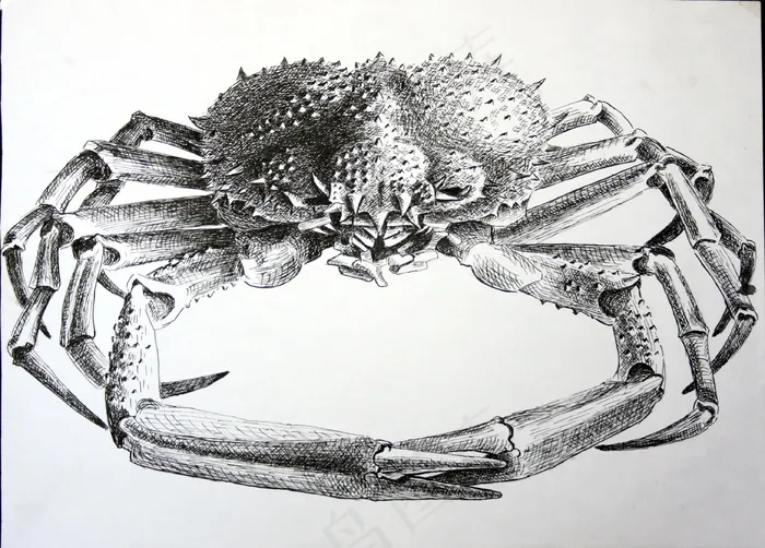 螃蟹线描写生
