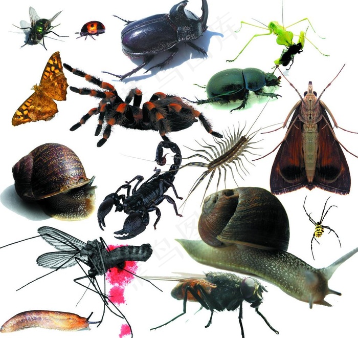 昆虫害虫图片(3543X3543(DPI:300))psd模版下载
