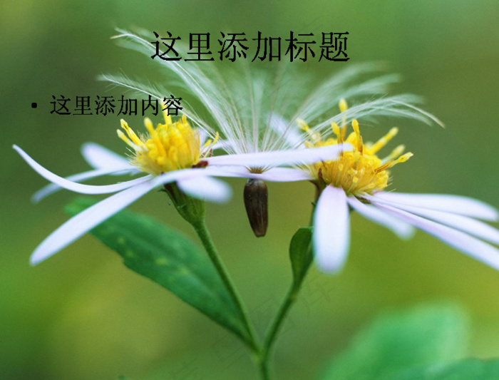 PPT高考学子如蒲公英般背景图片...