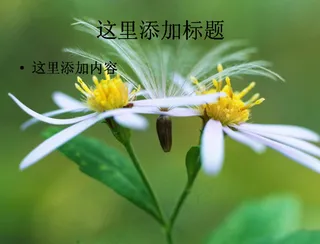 PPT高考学子如蒲公英般背景图片...