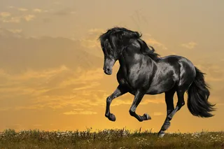 草原上奔跑的一匹马图片