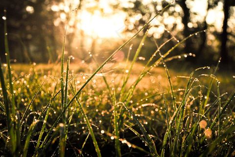 带水珠的小草摄影图片