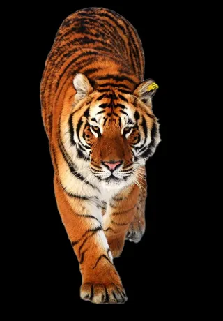 老虎免抠素材PSD分层