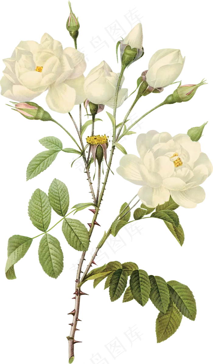 手绘鲜花大全设计素材(2444X3056)