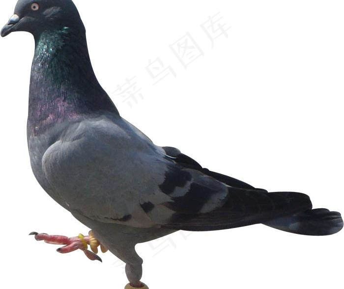 鸽子素材