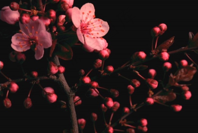 美丽的鲜花模板下载