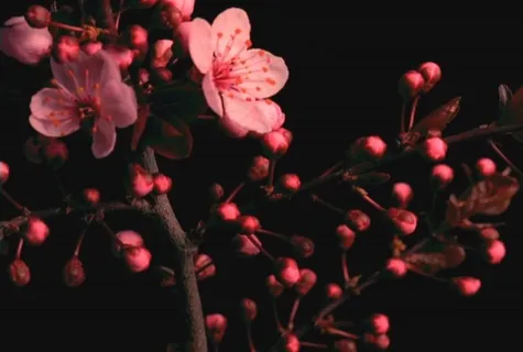 美丽的鲜花模板下载