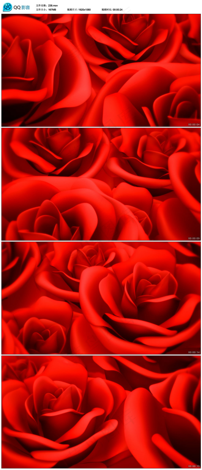 红色玫瑰高清视频下载