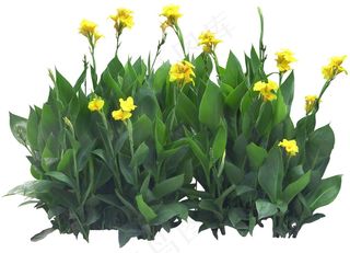 高清免抠植物美人蕉