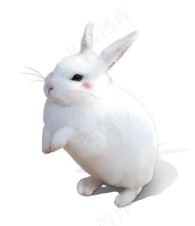 可爱呆萌兔子系列PNG透明免扣