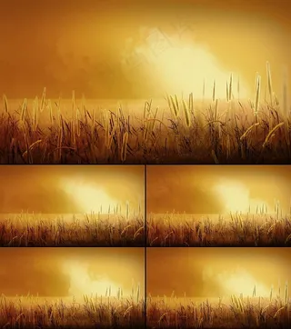 风景动态视频素材