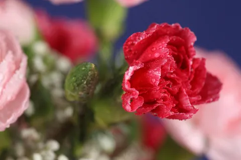 粉色玫瑰花静物设计素材 粉色玫瑰花静物设计素材
