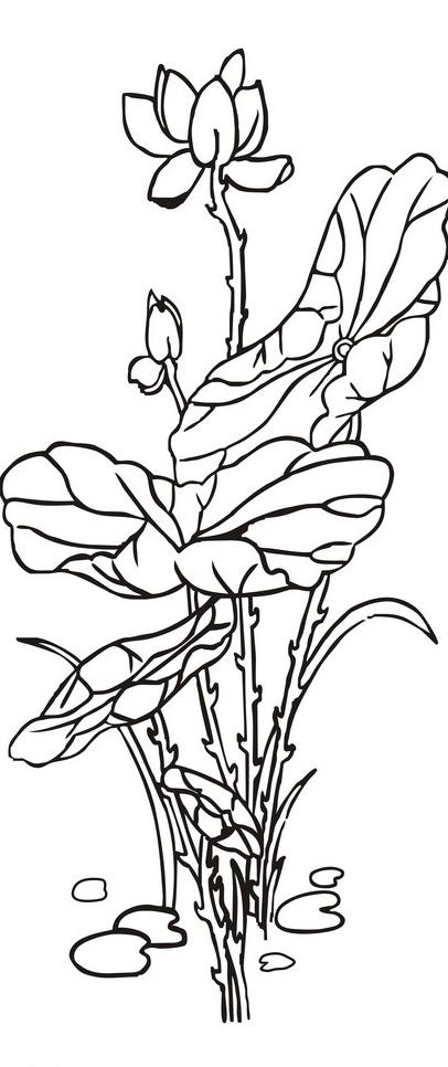 荷花白描图片cdr矢量模版下载