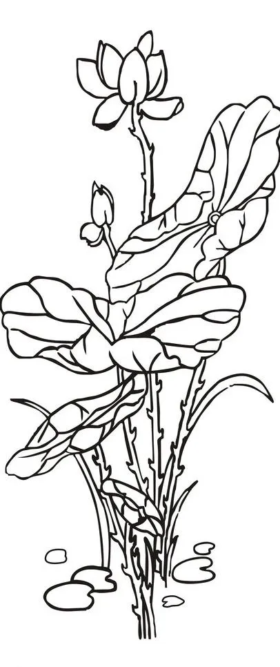 荷花白描图片cdr矢量模版下载
