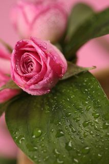 桃红色玫瑰花和水珠 桃红色玫瑰花和水珠