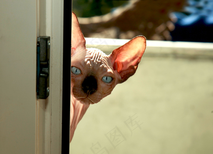 斯芬克斯猫咪