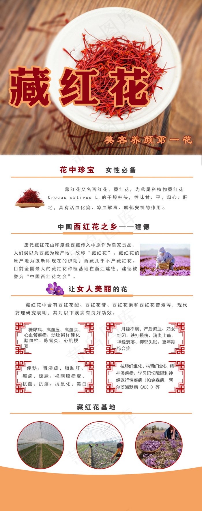 藏红花展架(3110X7874(DPI:100))psd模版下载